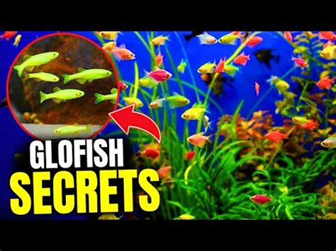 The Real Truth About Glofish Care (From An Expert Aquarist).